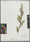 Foto von Salix schugnanica Goerz